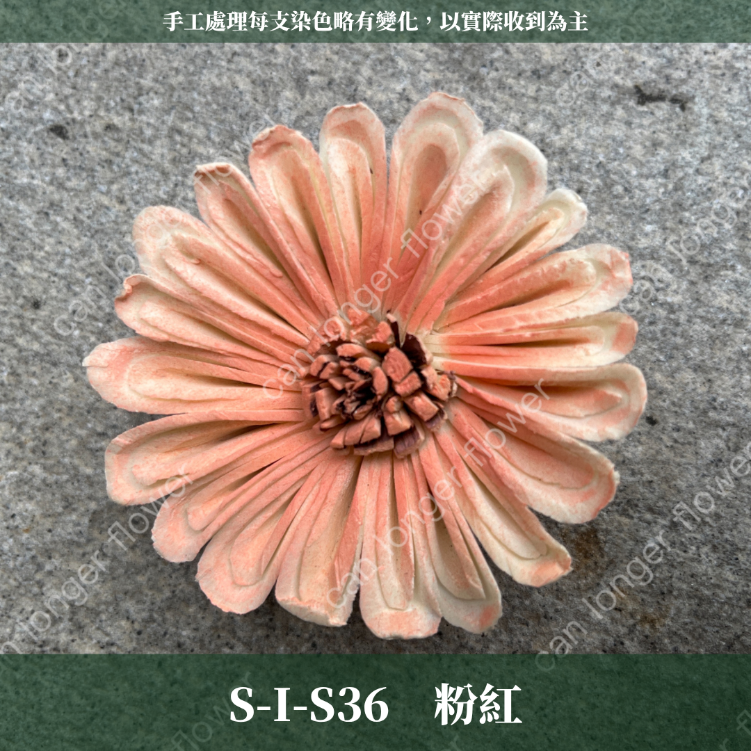 S-I 索拉花 6CM 通草花 擴香花 太陽菊 非洲太陽 台灣現貨