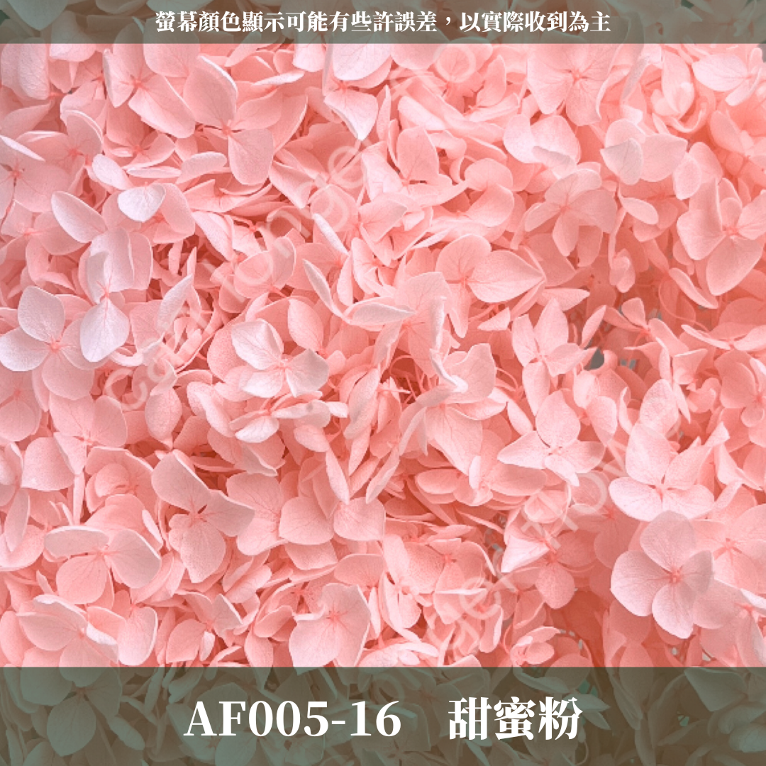 PF005 安娜繡球 單支 繡球花 台灣現貨 繡球 紫陽花