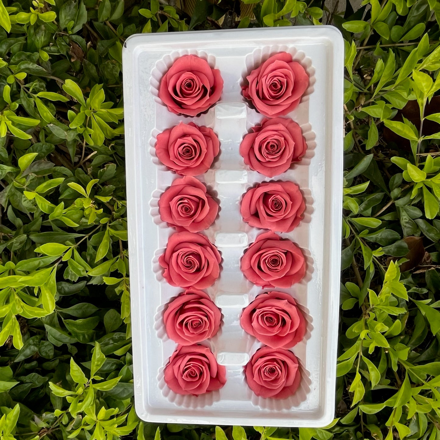 ✿ 台灣現貨 ✿R12 永生玫瑰 3~4cm玫瑰 A級 12朵裝 永生花 不凋花