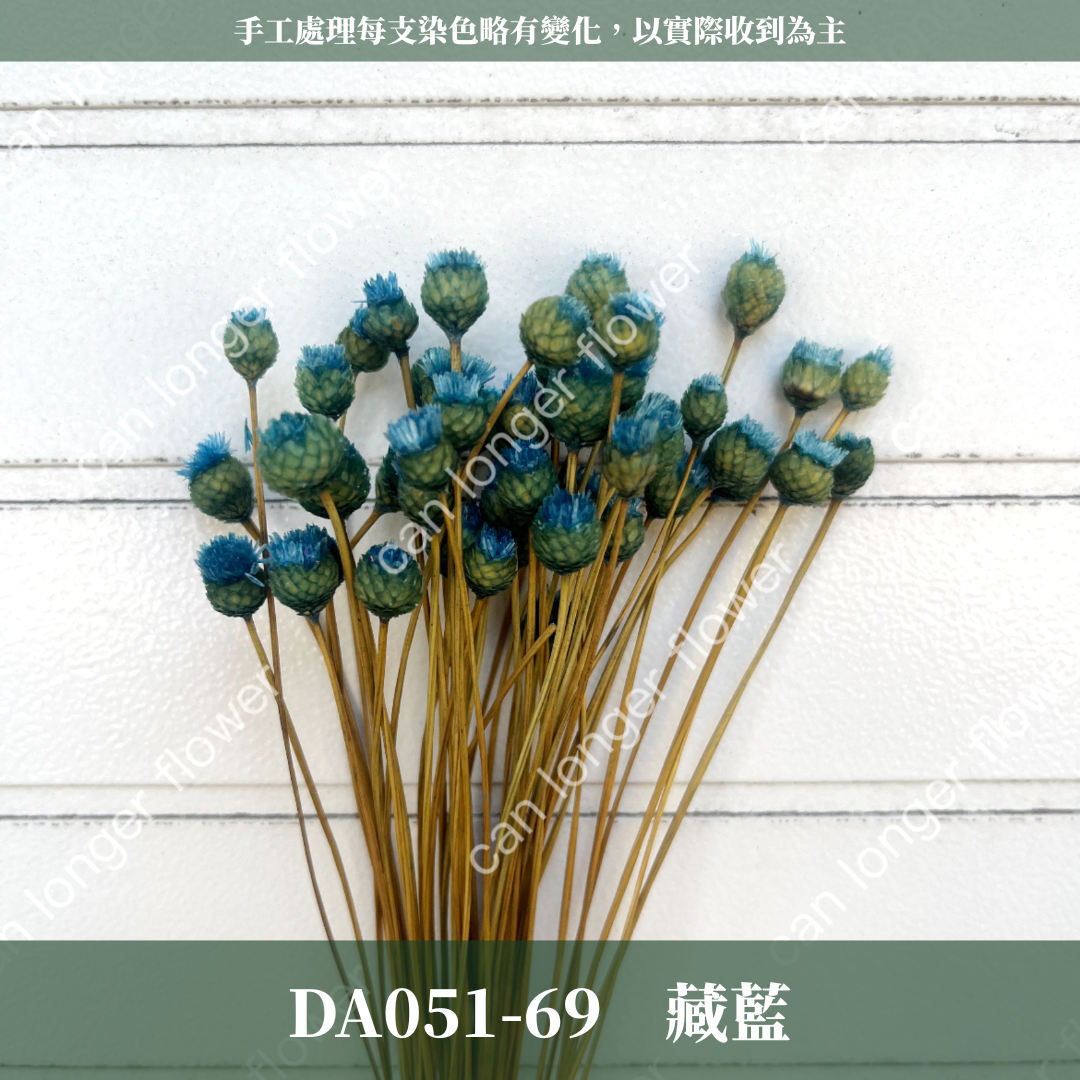✿ 台灣現貨 ✿ DA051 巴西快樂花
