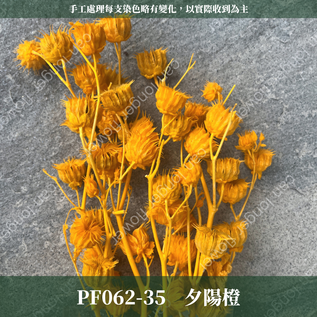 ✿ 台灣現貨 ✿ PA062 年輪果