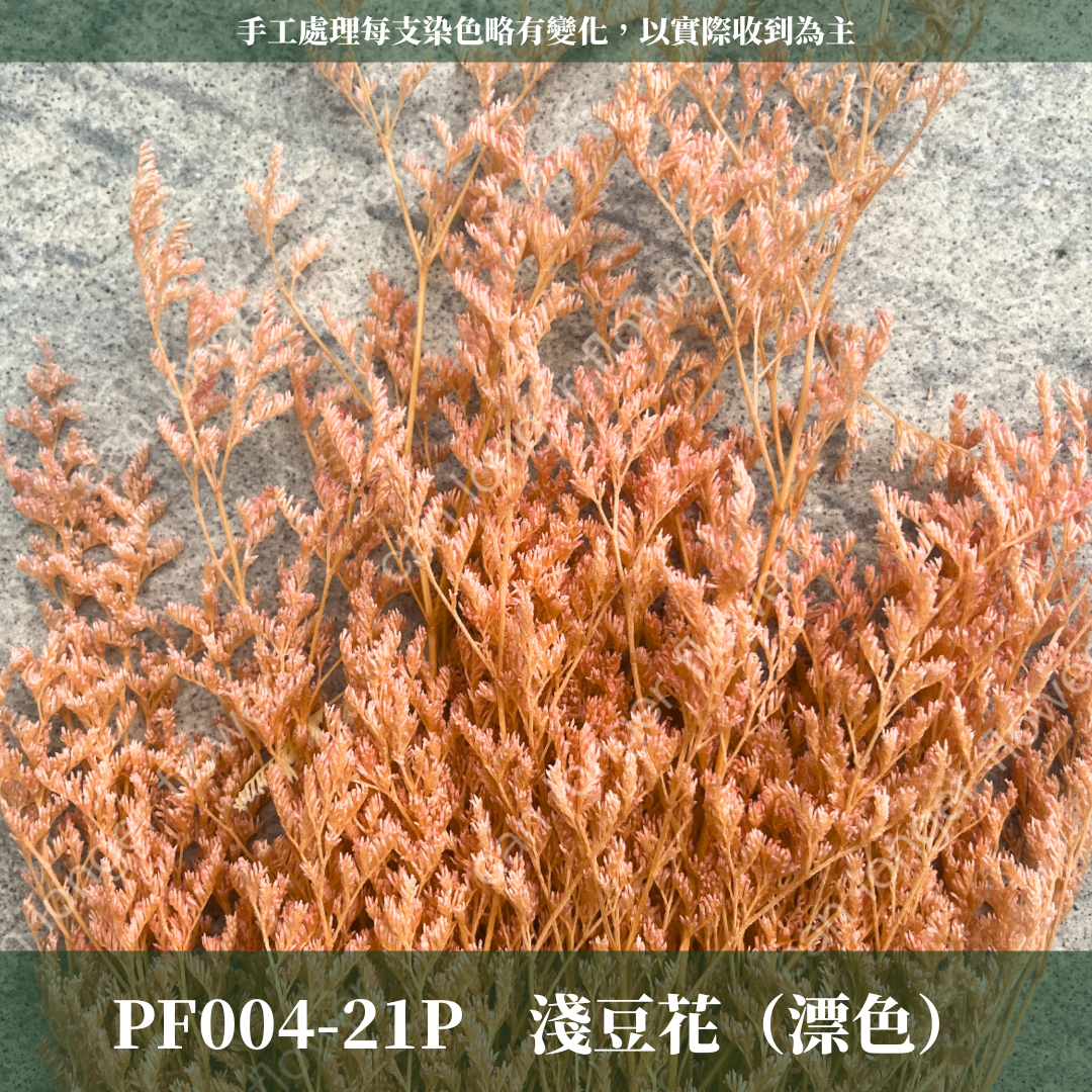 PF004 卡斯比亞/情人草 原裝 台灣現貨