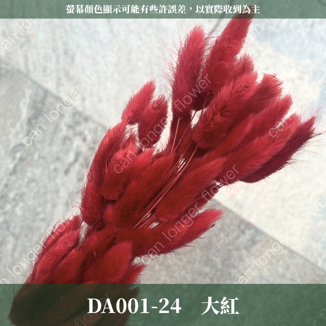 DA001 兔尾草 原裝約50-60支 台灣現貨