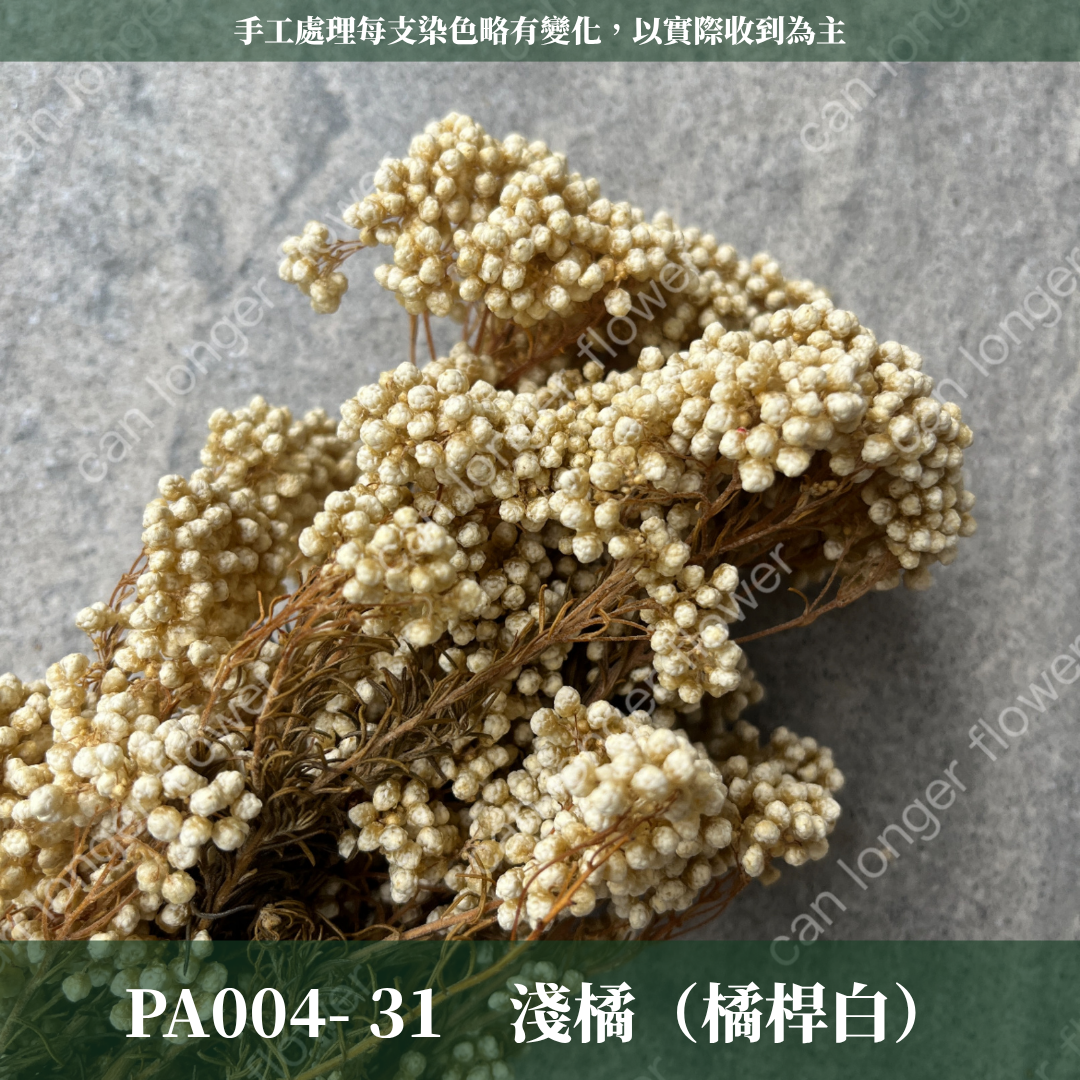 ✿ 台灣現貨 ✿ PA004 米香 水稻花 小米花