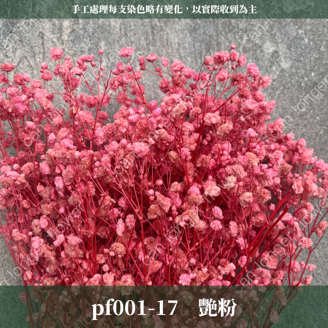 pf001 滿天星 台灣現貨