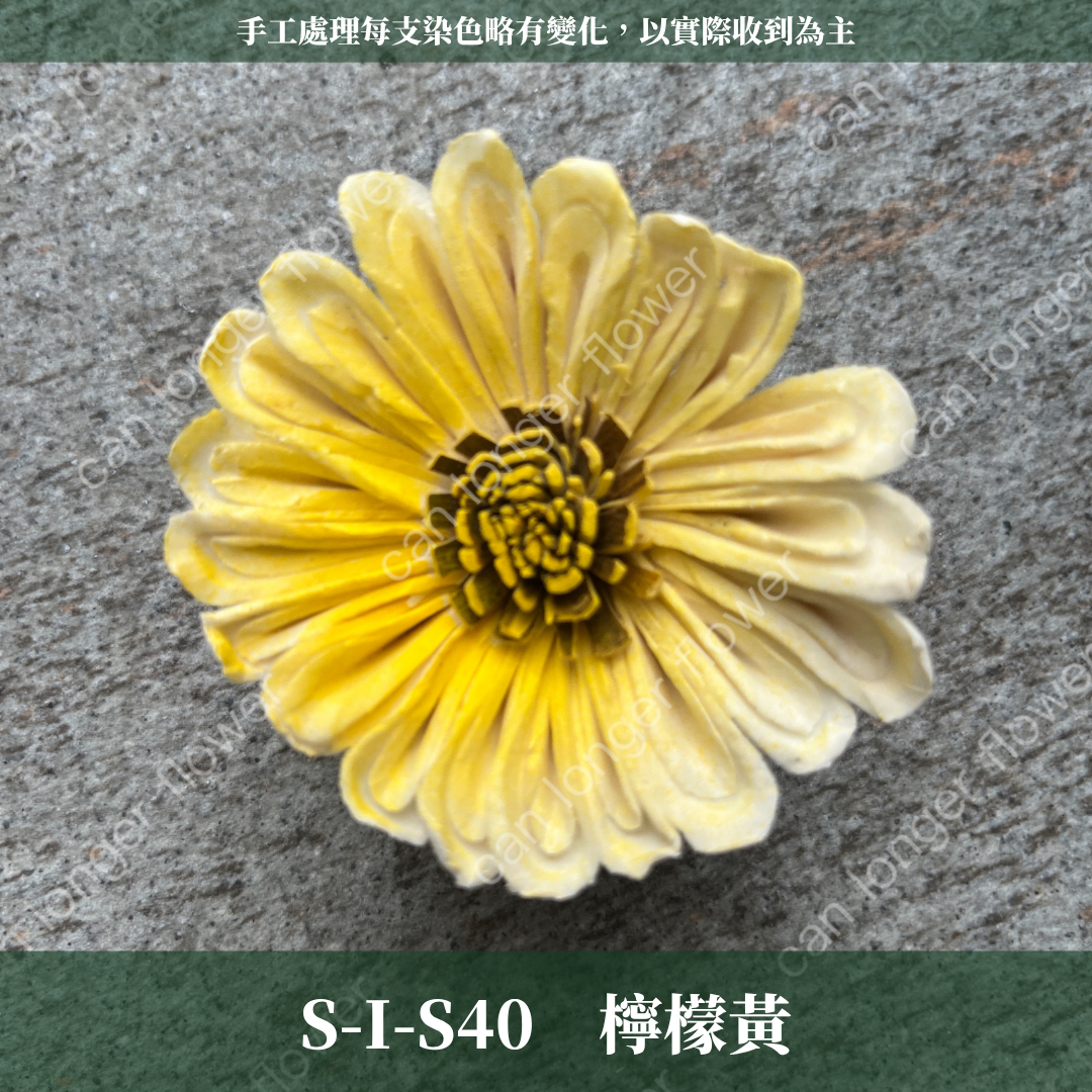 S-I 索拉花 6CM 通草花 擴香花 太陽菊 非洲太陽 台灣現貨