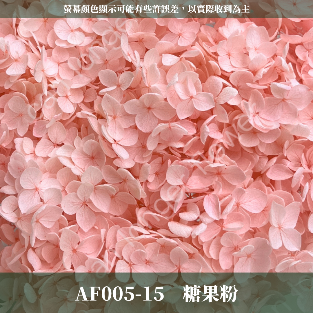 PF005 安娜繡球 單支 繡球花 台灣現貨 繡球 紫陽花