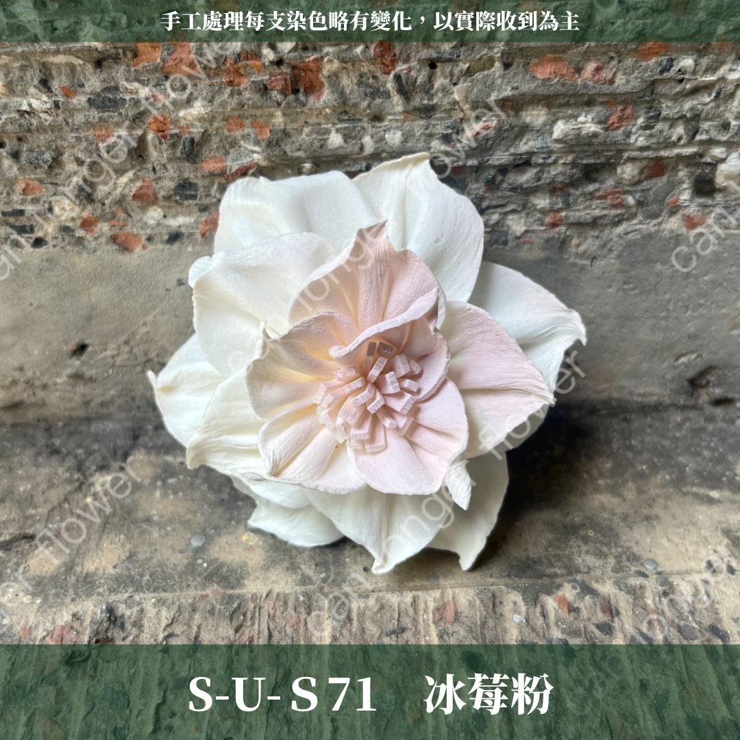 ✿ 台灣現貨 ✿ S-U 索拉花 6CM 通草花 擴香花