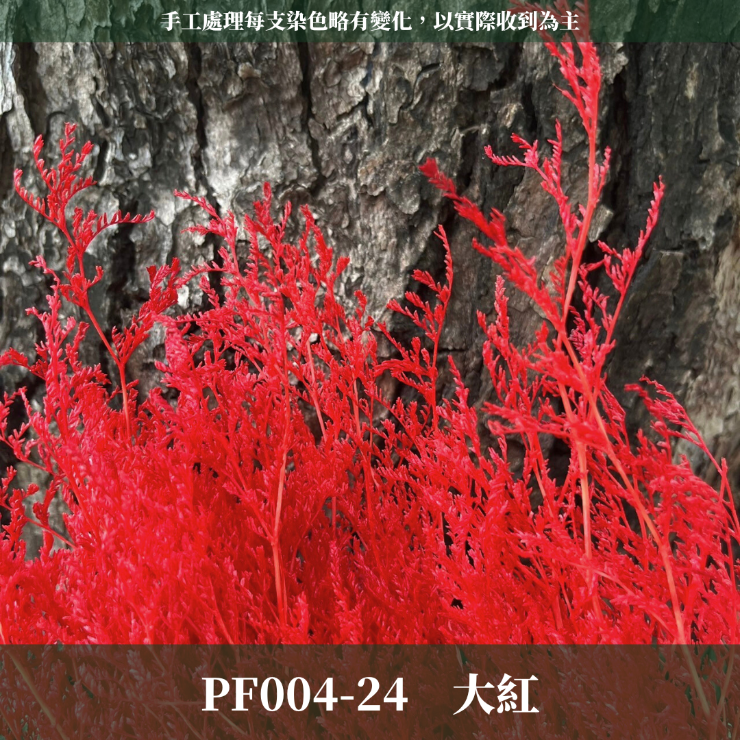 PF004 卡斯比亞/情人草 原裝 台灣現貨