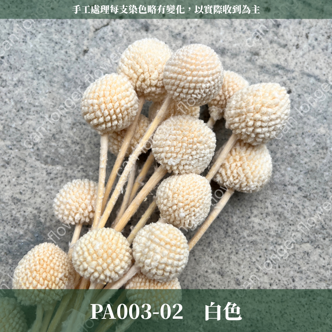 ✿ 台灣現貨 ✿ PA003 金杖球