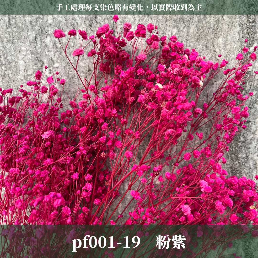 pf001 滿天星 台灣現貨