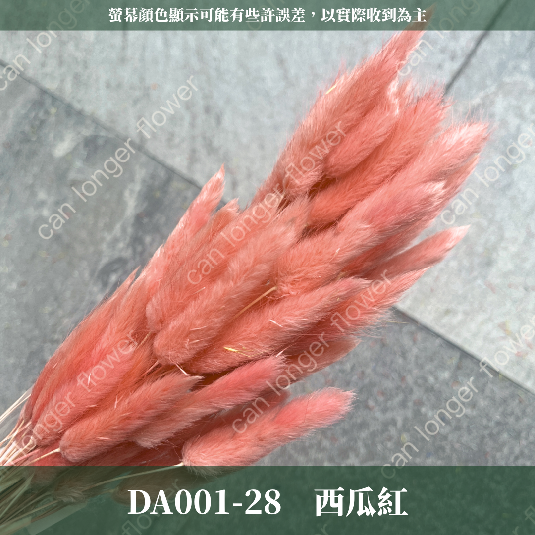 DA001 兔尾草 原裝約50-60支 台灣現貨
