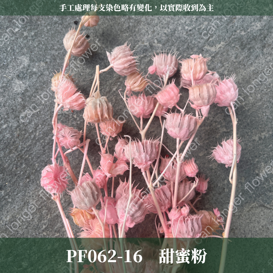 ✿ 台灣現貨 ✿ PA062 年輪果