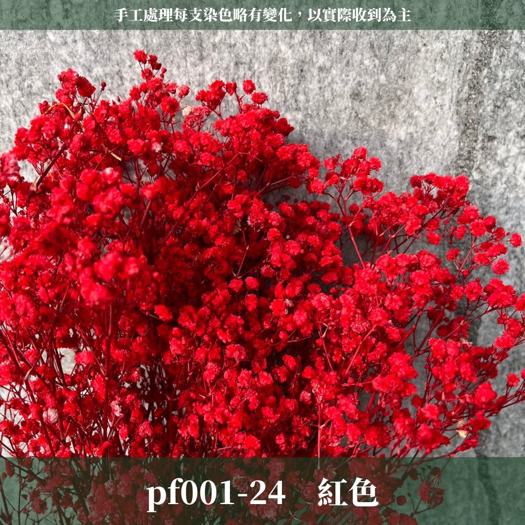 pf001 滿天星 台灣現貨