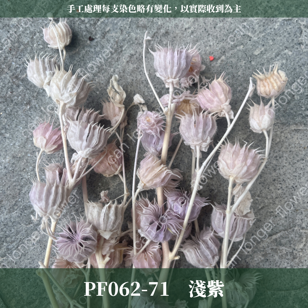 ✿ 台灣現貨 ✿ PA062 年輪果