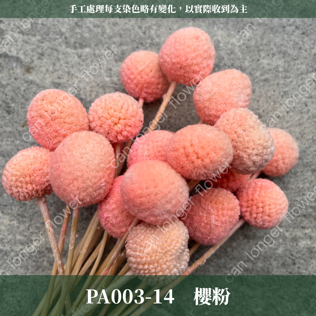 ✿ 台灣現貨 ✿ PA003 金杖球