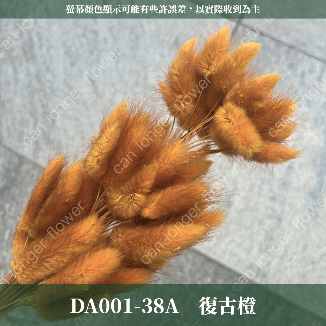DA001 兔尾草 原裝約50-60支 台灣現貨
