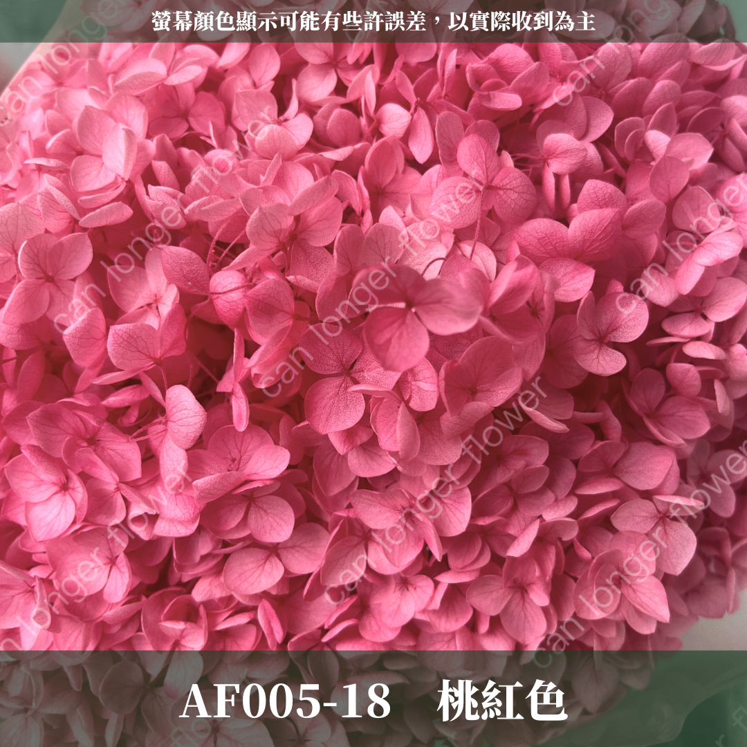 PF005 安娜繡球 單支 繡球花 台灣現貨 繡球 紫陽花