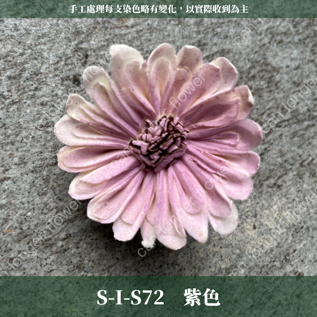 S-I 索拉花 6CM 通草花 擴香花 太陽菊 非洲太陽 台灣現貨