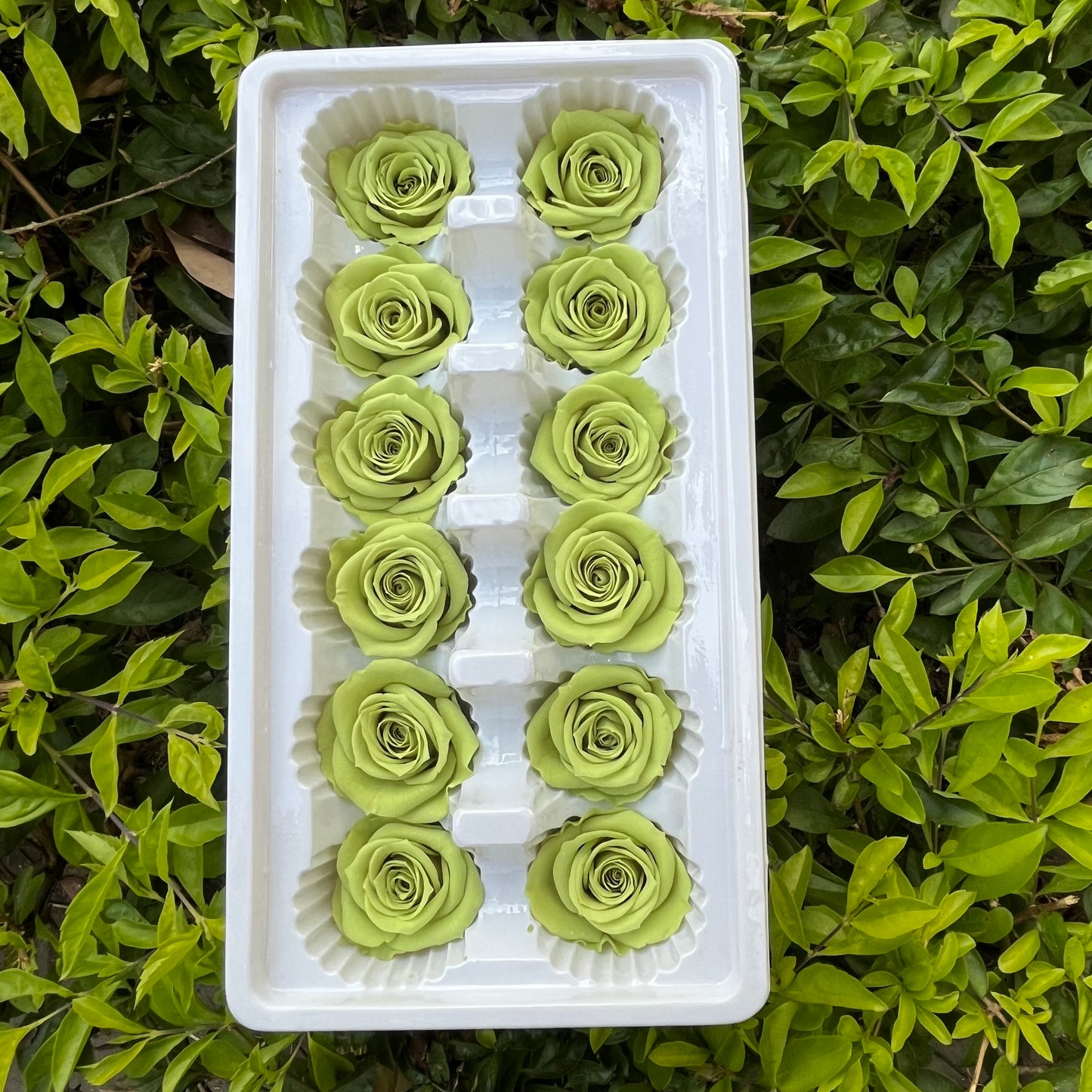 R12 十二輪玫瑰