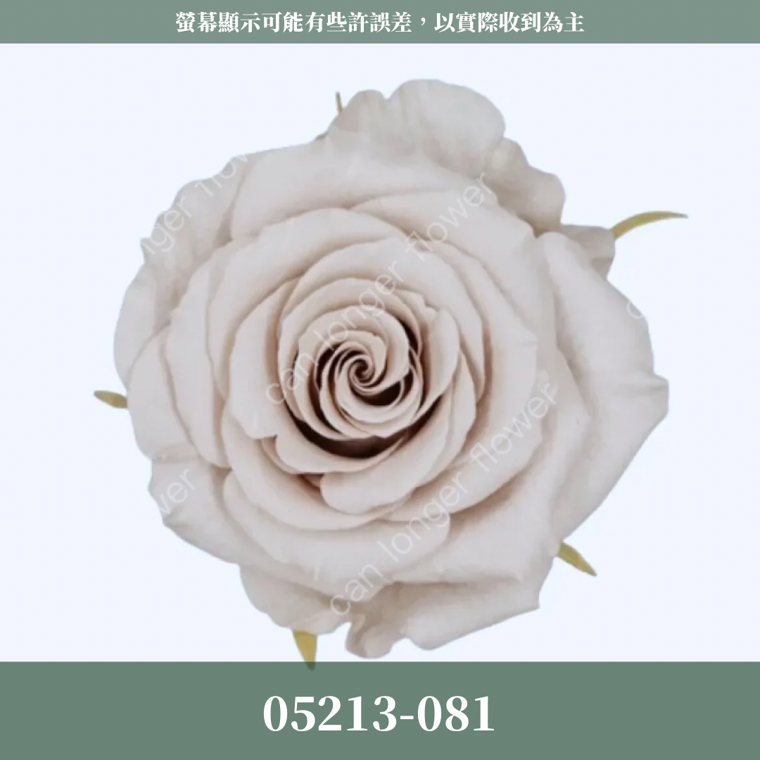 05213 滿開玫瑰