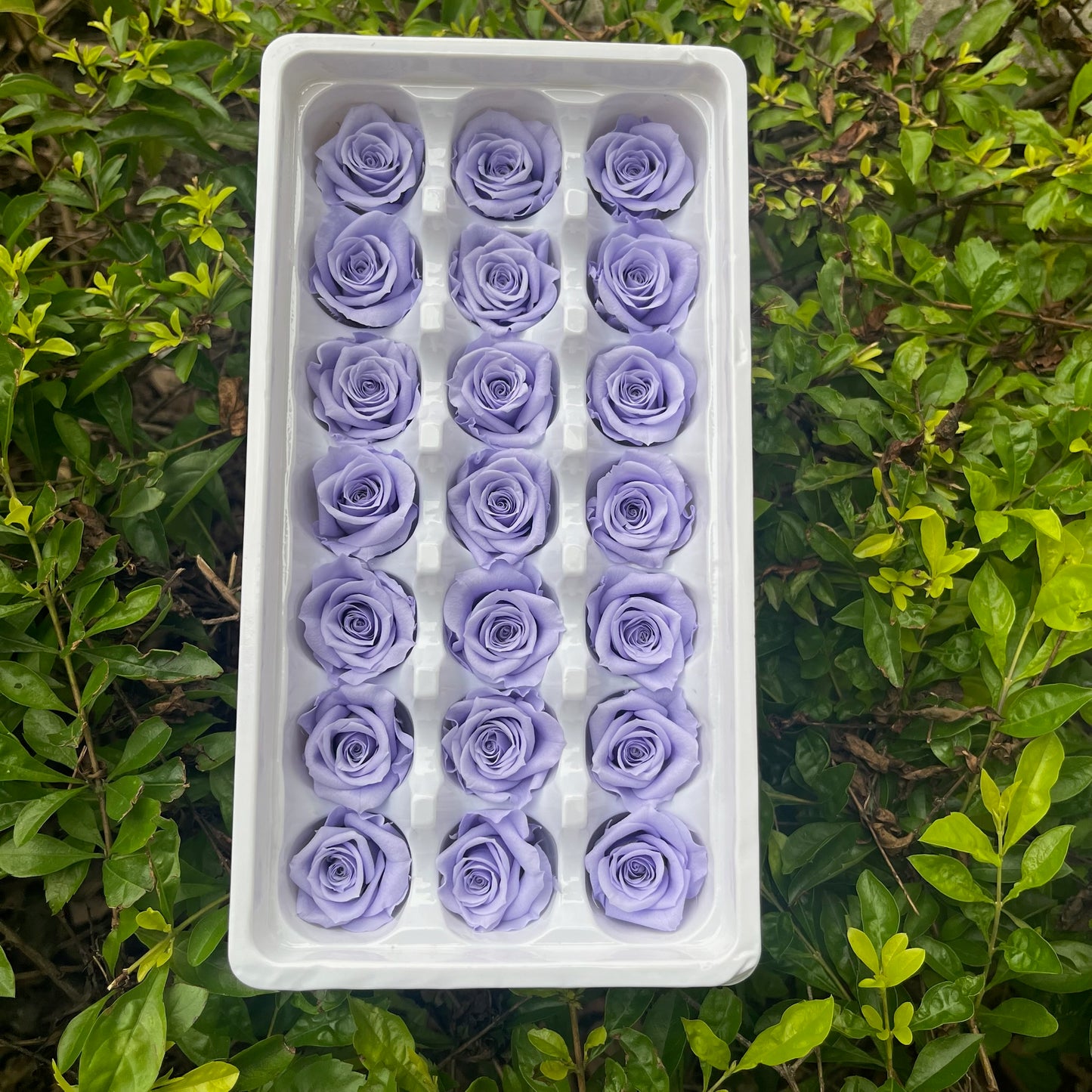 ✿ 台灣現貨 ✿ R21 永生玫瑰 2~3cm玫瑰 A級 21朵裝 不凋花 永生花