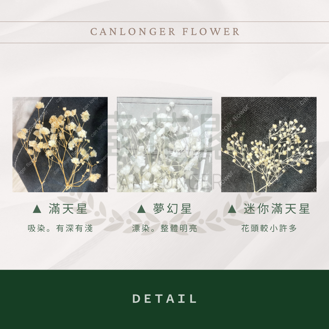 pf001 滿天星 台灣現貨