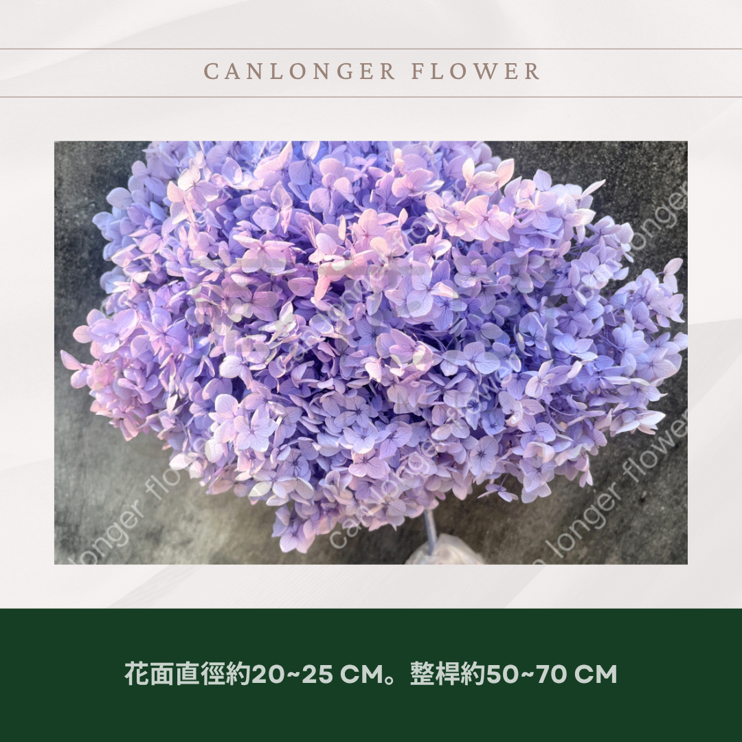 PF005 安娜繡球 單支 繡球花 台灣現貨 繡球 紫陽花