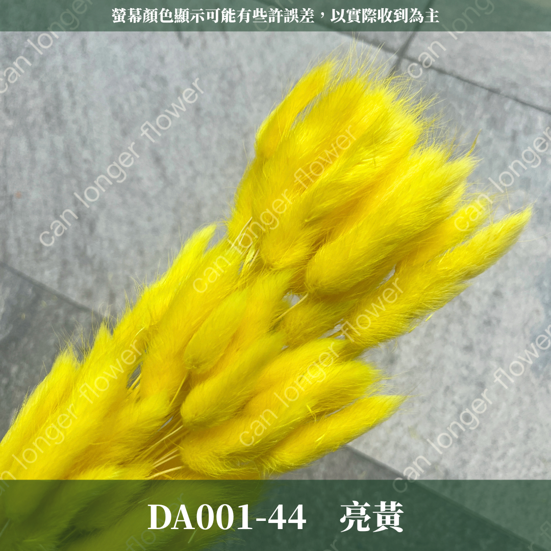 DA001 兔尾草 原裝約50-60支 台灣現貨