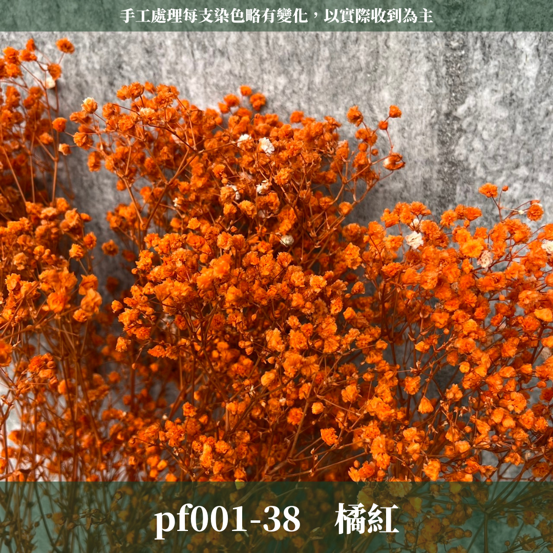 pf001 滿天星 台灣現貨