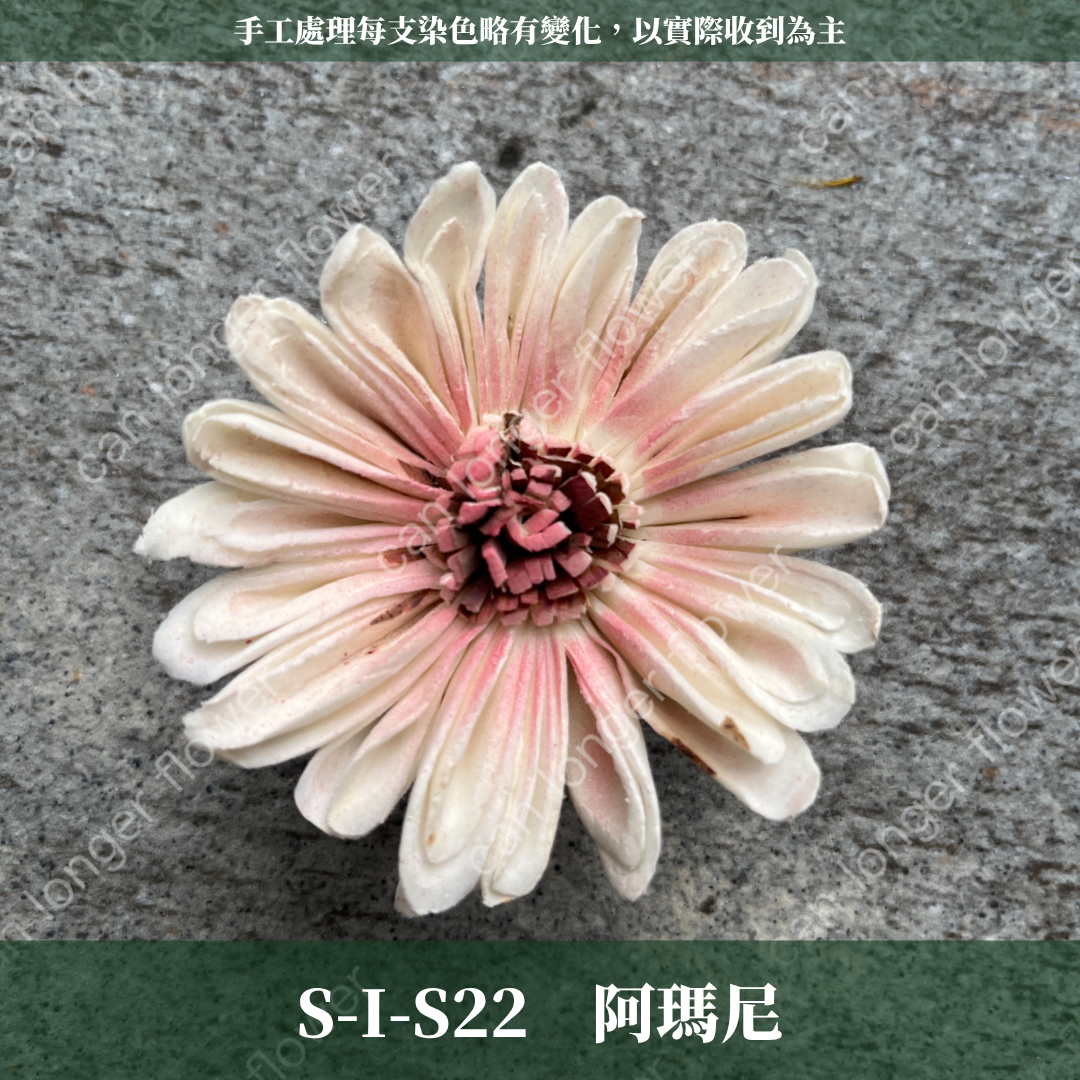 S-I 索拉花 6CM 通草花 擴香花 太陽菊 非洲太陽 台灣現貨