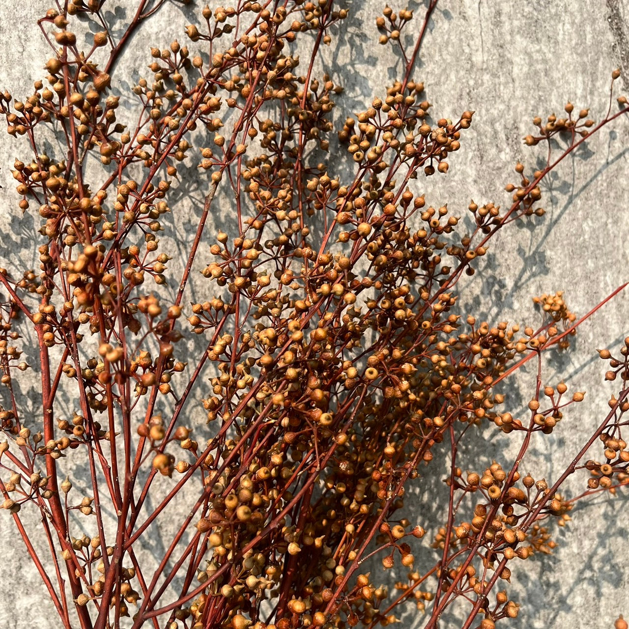 PS001 DS001s小米果 小米尤加利 尤加利果 桉樹果 永生花 乾燥花 居家裝飾花材 手作花材 花藝設計