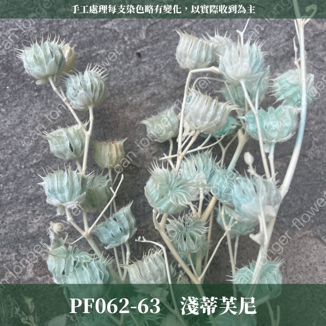 ✿ 台灣現貨 ✿ PA062 年輪果