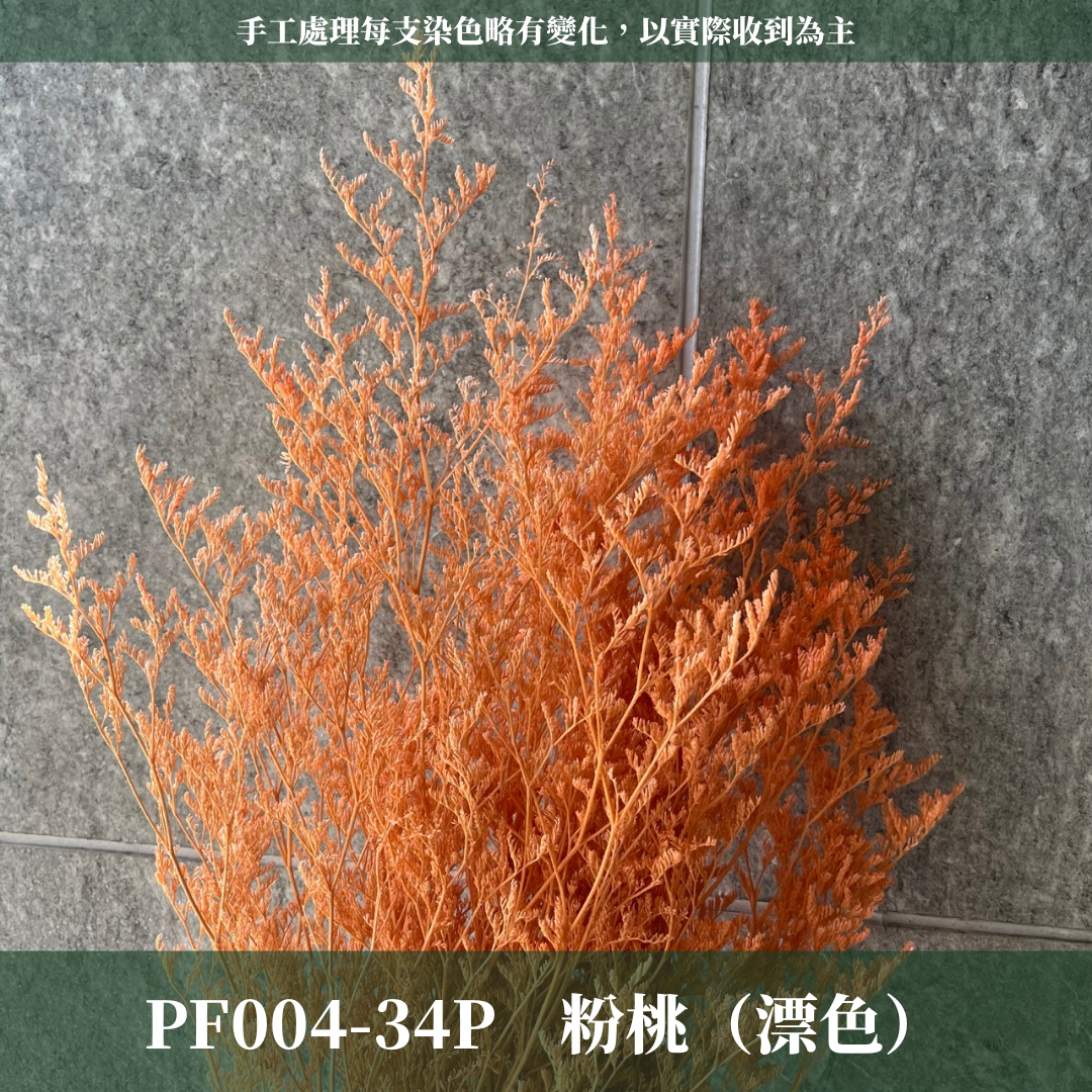 PF004 卡斯比亞/情人草 原裝 台灣現貨