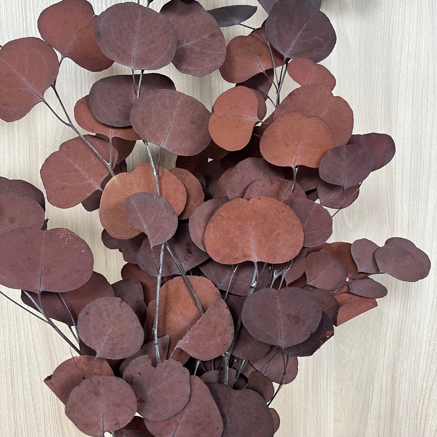 【台灣現貨】PL003s DL003s 蘋果葉尤加利