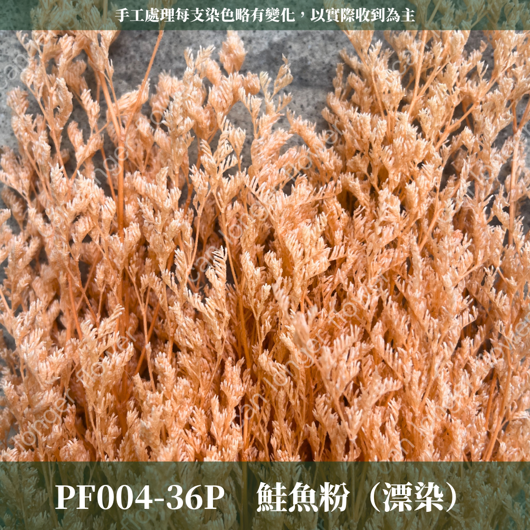 PF004 卡斯比亞/情人草 原裝 台灣現貨