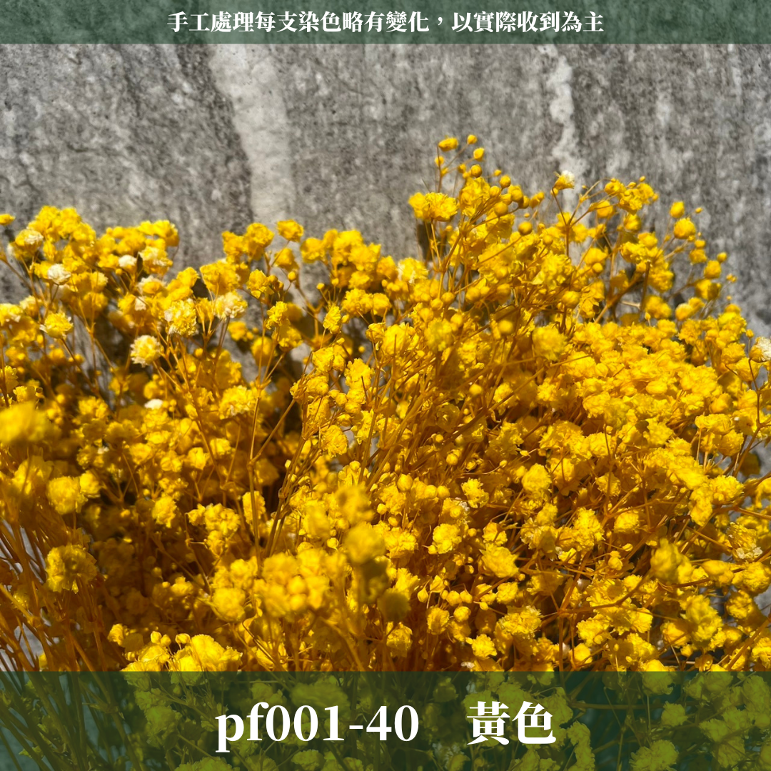 pf001 滿天星 台灣現貨