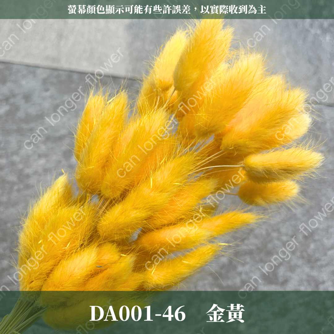 DA001 兔尾草 原裝約50-60支 台灣現貨