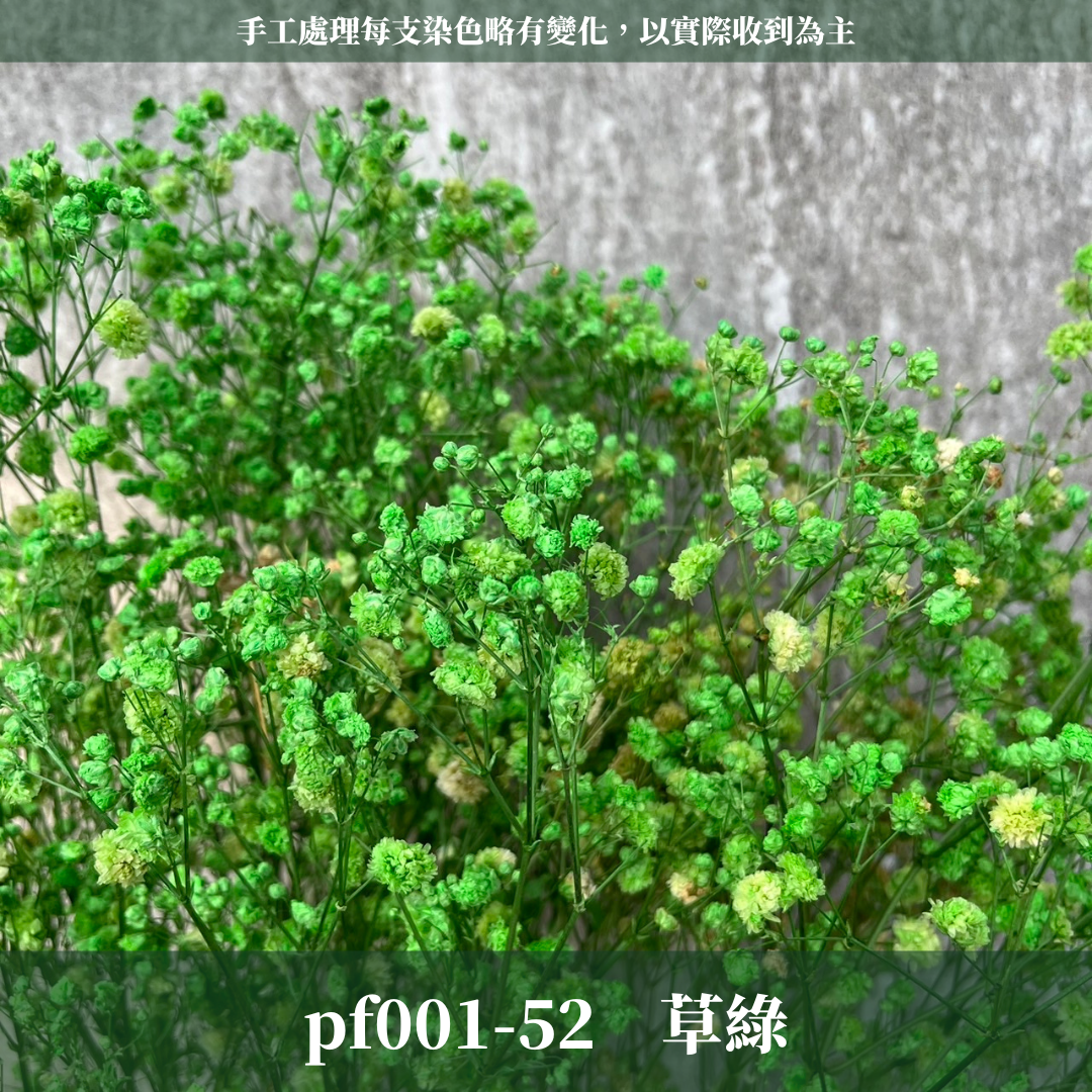 pf001 滿天星 台灣現貨