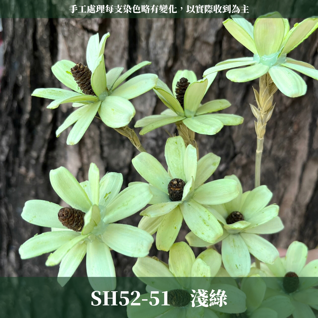 SH52 瓜子花 單朵 小份量 台灣現貨