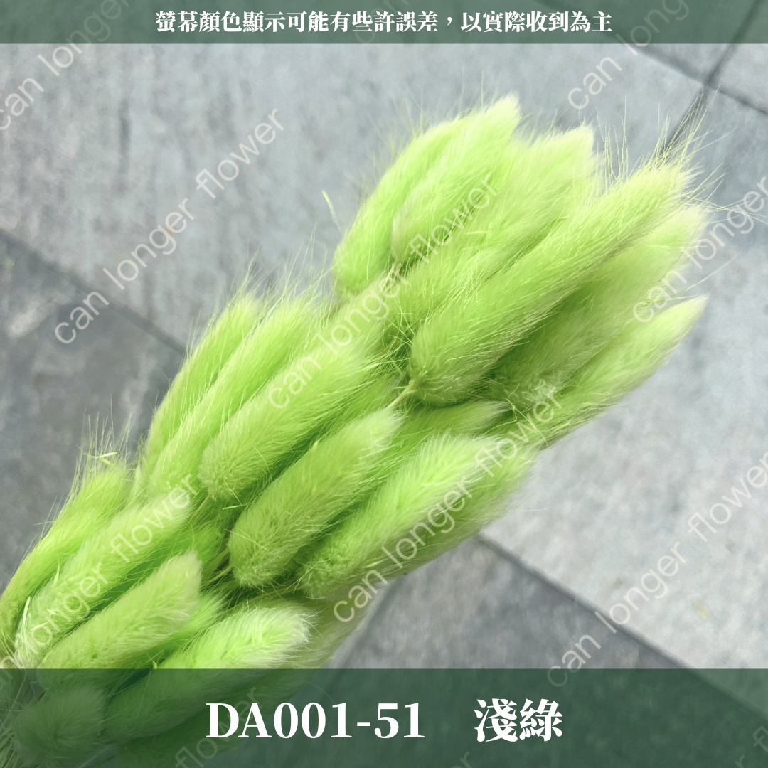 DA001 兔尾草 原裝約50-60支 台灣現貨