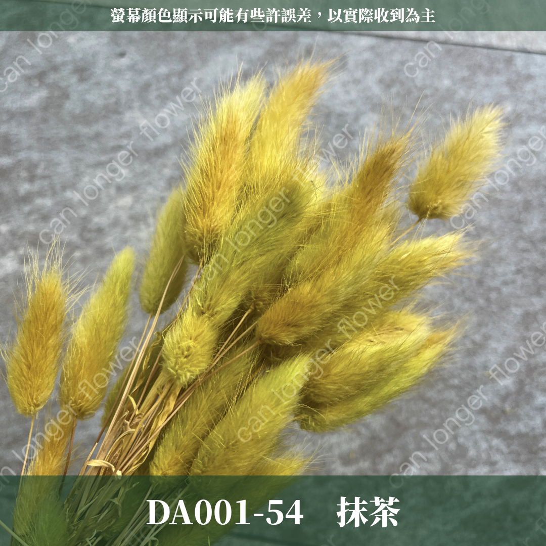 DA001 兔尾草 原裝約50-60支 台灣現貨
