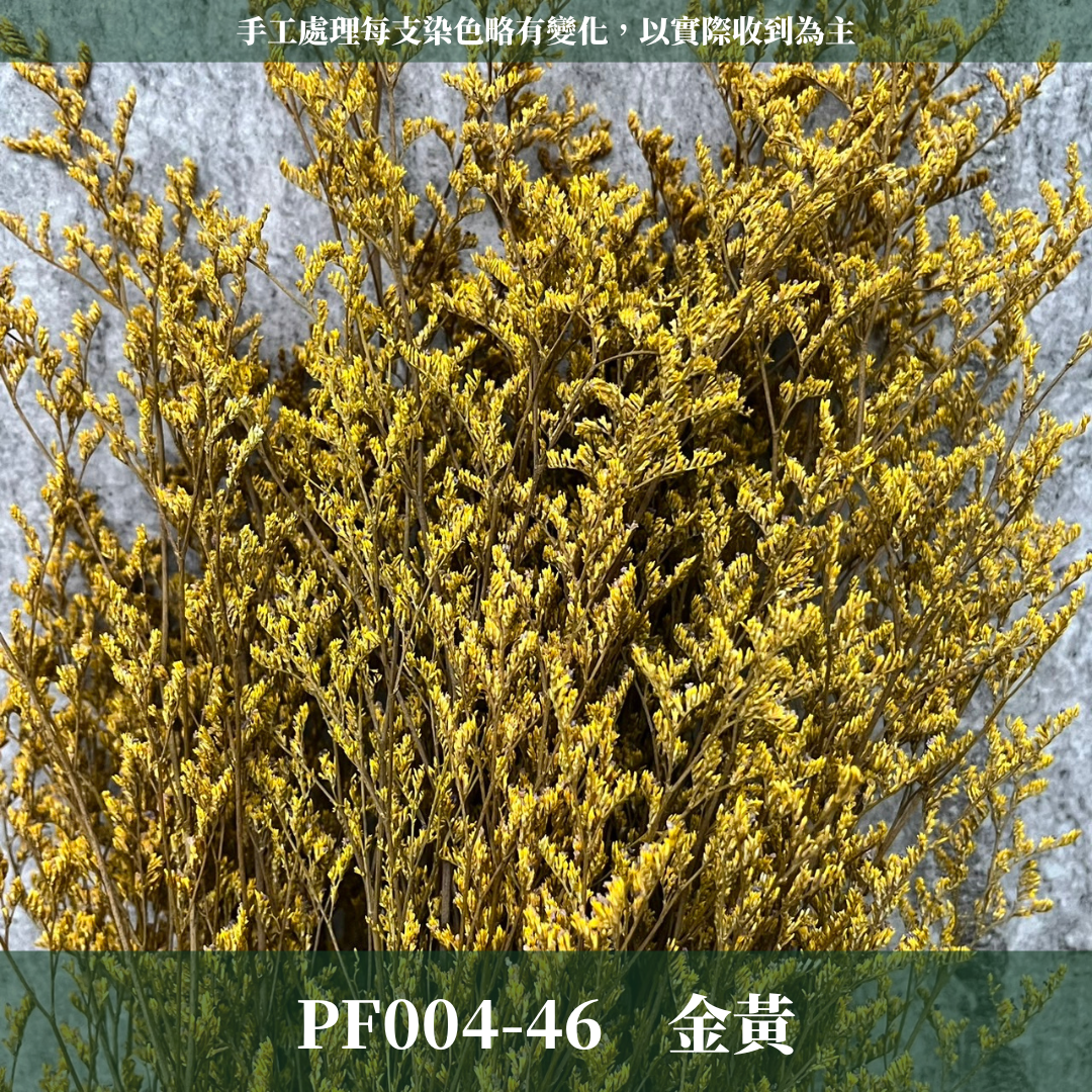 PF004 卡斯比亞/情人草 原裝 台灣現貨