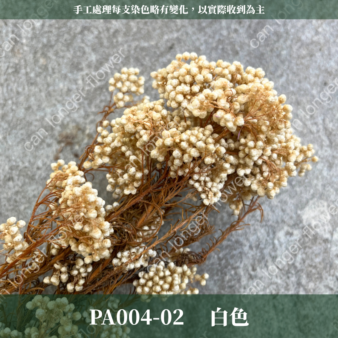 ✿ 台灣現貨 ✿ PA004 米香 水稻花 小米花