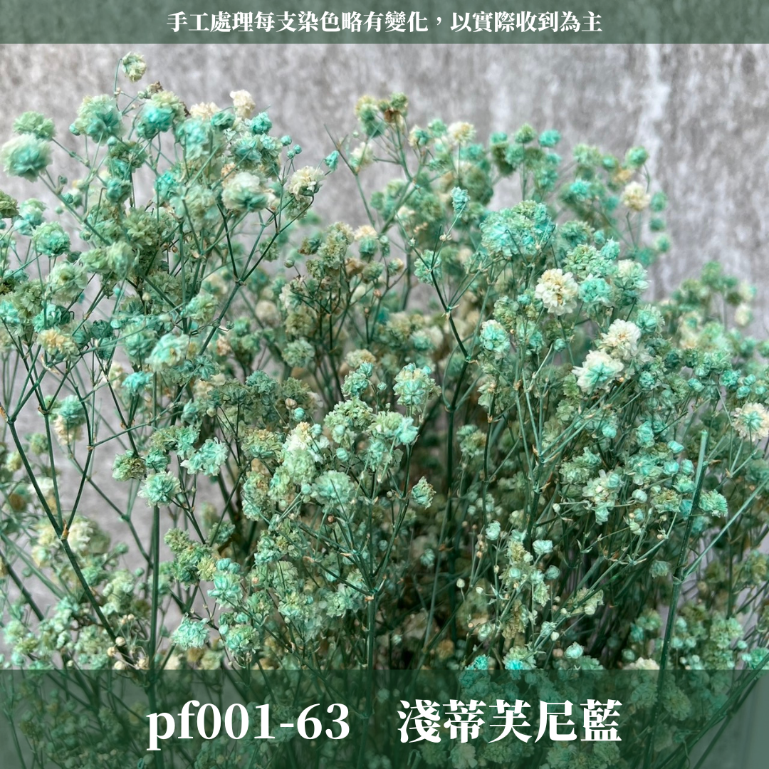pf001 滿天星 台灣現貨
