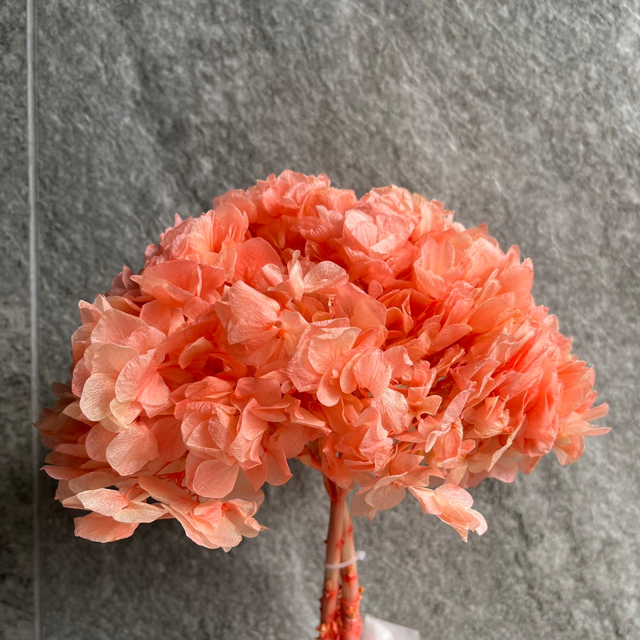 ✿ 台灣現貨 ✿ PF005BS大葉繡球(10克) 盒裝 紫陽花 夢幻漸變繡球 永生花 小份量 DIY花材 花藝