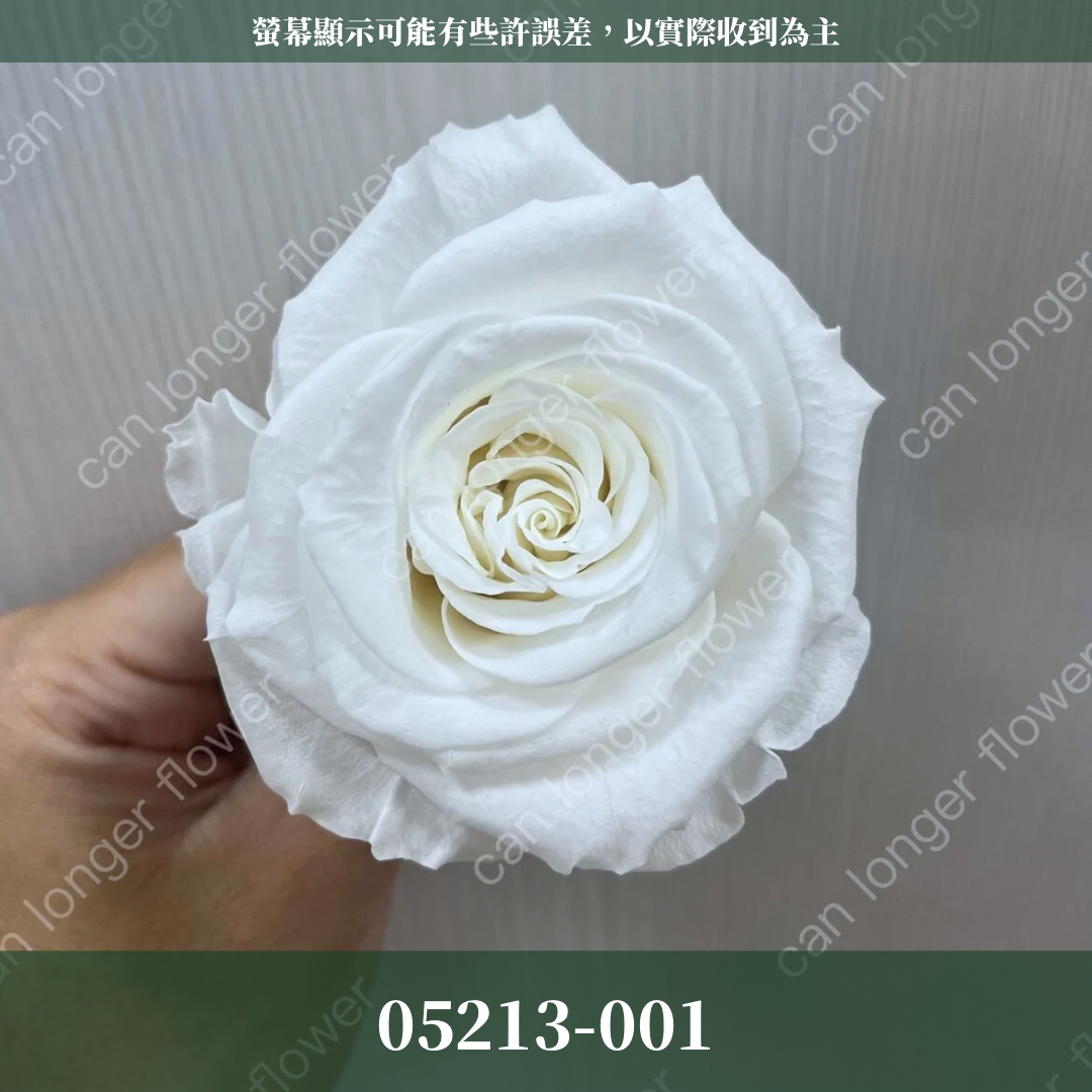05213 滿開玫瑰
