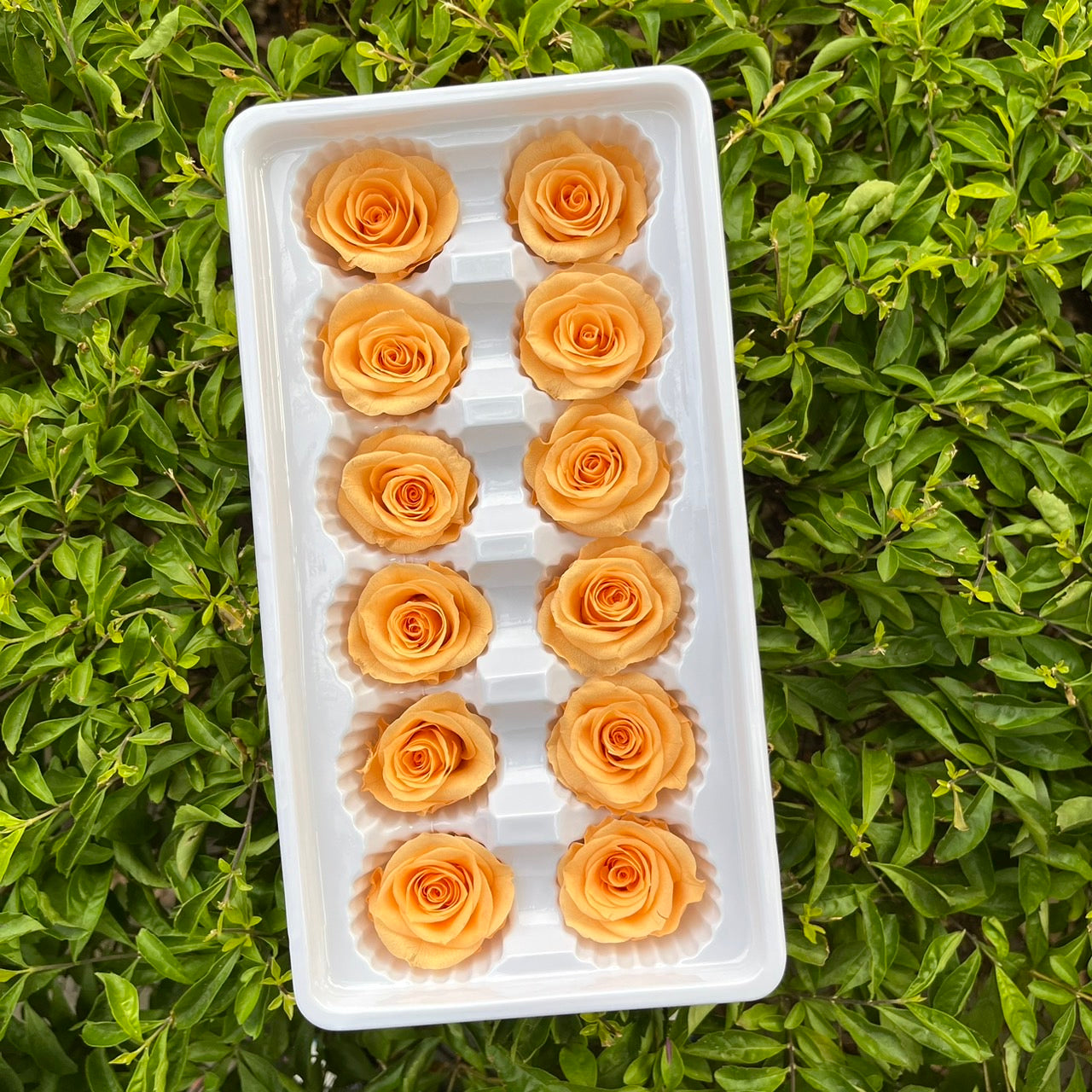 ✿ 台灣現貨 ✿R12 永生玫瑰 3~4cm玫瑰 A級 12朵裝 永生花 不凋花