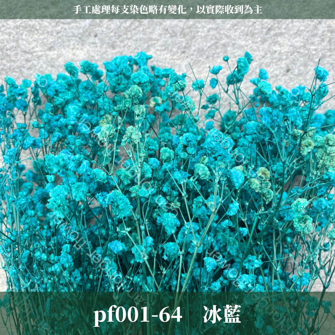 pf001 滿天星 台灣現貨