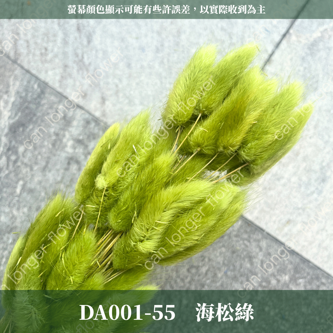 DA001 兔尾草 原裝約50-60支 台灣現貨